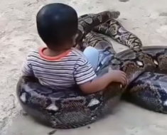 Viral Video: Little Boy’s Fearless Stunt with Massive Python Leaves Netizen Stunned. Watch