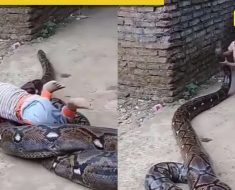 Little boy takes scary ride on massive python, viral video terrifies internet