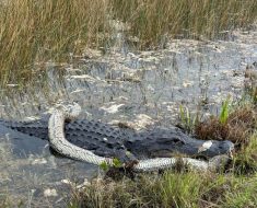 Jaw-dropping video shows massive gator eating python