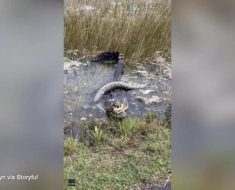 Alligator wolfs down python in Florida park