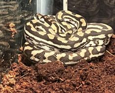 Can someon e identify this carpet python – Carpet Pythons