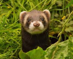 Apple shares ‘Ferret’ as open source machine learning model