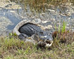 Alligator eating Burmese python in Florida Everglades caught on camera