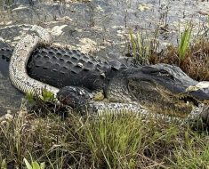 Jaw-dropping moment a gigantic alligator devours a python in the Florida Everglades after epic reptile rumble