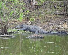 Alligator Caught Feasting on Invasive Burmese Python Days Before Christmas in Everglades [Watch]