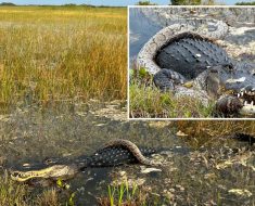 Florida alligator caught devouring ‘invasive’ python at Everglades National Park