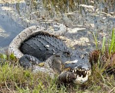 Florida alligator caught devouring python at national park