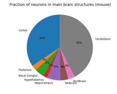 The Scale of the Brain vs Machine Learning