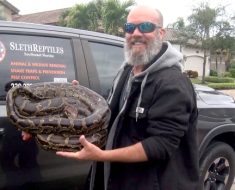 Massive Burmese python caught in Florida backyard – CP24