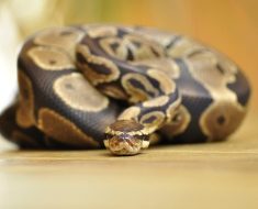 Filipino man bites python to death after it attacked him