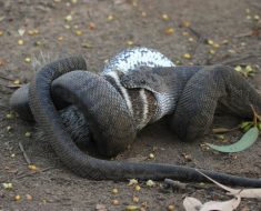 Nature photographer captures snake devouring critically endangered numbat in WA Wheatbelt