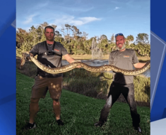 Woman’s pool day turns into face-off with 10-foot Burmese python at resort