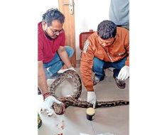 Vehicle runs over python in Sanand