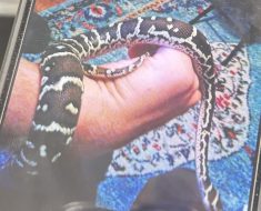 sorry for the bad pic. my coworker told me about his friends pet snake that bit him one time and i'm stumped. my best guess is carpet python? pet snake in USA