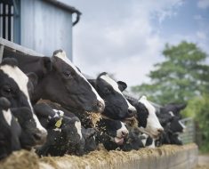Cow moos and burps to be monitored using machine learning
