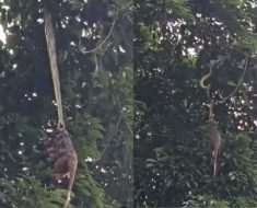 Hungry python desperately hanging from tree in attempt to pull prey