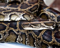 A python in Central Florida? Invasive species are headed north