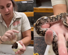 Woman Cuts Python Eggs Like A Potato To Help Snakes Hatch; Leaves Internet With Questions