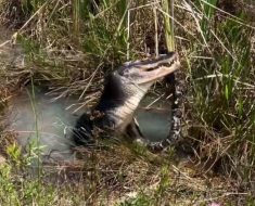 Alligator fights python, 3-legged bear drinks White Claws, Jawless gator