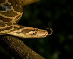 Indian Python Population Threats and Conservation Efforts