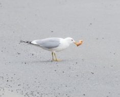 Gulls swap natural for urban habitats, machine-learning study finds – Local First Media Group