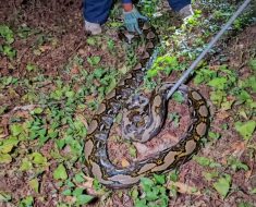 Giant Python Blocks Road, Invades Naval Officer’s House – Pattaya News – Thailand News, Travel & Forum