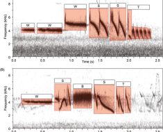 Machine learning reveals that climate, geography, and cultural drift all predict bird song variation in coastal Zonotrichia leucophrys | Ornithology