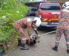 Python enjoys feast in Marudi villager’s chicken coop