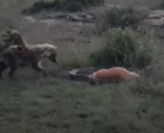 Elephant chases lions to mourn her calf [VIDEO]