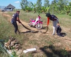 ‘Mammoth’ 12-foot long python found underneath orchard in Thailand | Lifestyle