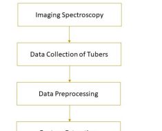Advanced Imaging & Machine Learning Bolster Potato Tuber Quality Assessment