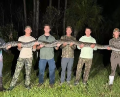 Free online Python Patrol training from FWC tonight