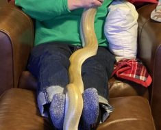 From 42” to 7' in 15 months with normal feeding. He's going to be a big boy. Hypo Green Burmese Python.