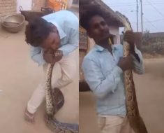 Man Bitten on Face by Massive Python While Playing with It