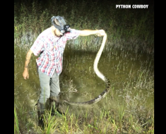 Video shows invasive python fight back after hunter grabs its tail in Florida swamp