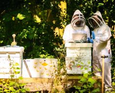 The Honeybees Versus the Murder Hornets