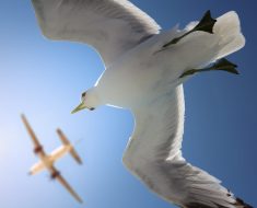 Artificial General Intelligence: Birds vs Planes | by Cedric Nanni | Jun, 2024