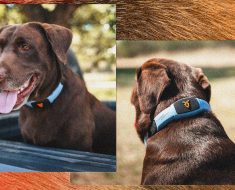 This Talking Pet Collar Is Like a Chatbot for Your Dog