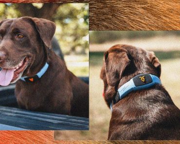 This Talking Pet Collar Is Like a Chatbot for Your Dog